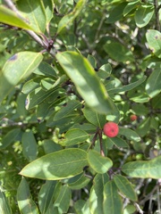 Ilex mucronata