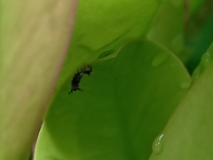 Lymantriinae