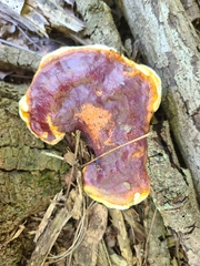 Ganoderma