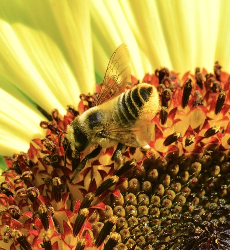 Broad-handed Leaf-cutter Bee