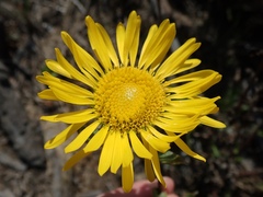 Grindelia stricta