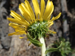 Grindelia stricta