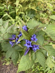 Gentiana asclepiadea