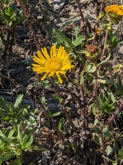 Grindelia stricta
