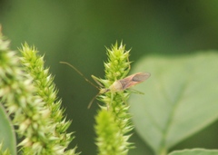 Zelus renardii