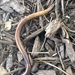 Large Jumping Worm - Photo (c) hollielula, some rights reserved (CC BY-NC)