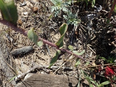 Grindelia stricta