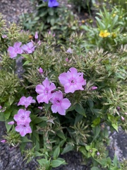 Phlox