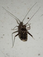 Phytocoris