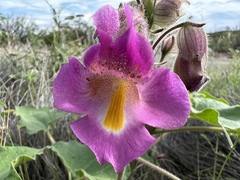 Proboscidea parviflora