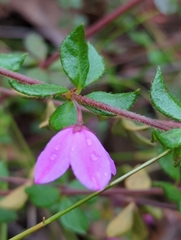 Tetratheca thymifolia