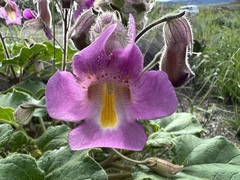 Proboscidea parviflora