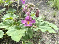 Proboscidea parviflora