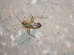 Adelphocoris
