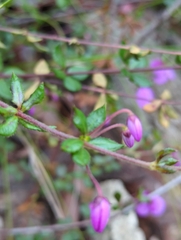 Tetratheca thymifolia