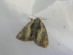 Catocala ultronia