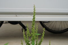 Rumex obtusifolius