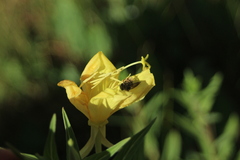Oenothera longissima