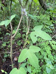 Passiflora exsudans