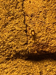 Colladonus clitellarius