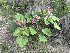 Proboscidea parviflora