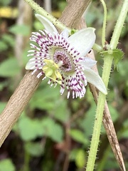 Passiflora exsudans
