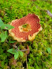 Suillus spraguei