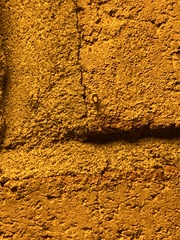 Colladonus clitellarius