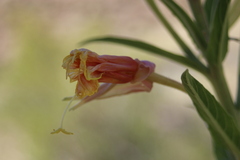 Oenothera longissima