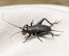 Gryllidae