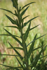 Oenothera longissima