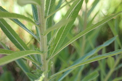 Oenothera longissima