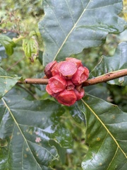 Andricus quercusstrobilanus