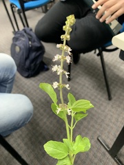 Ocimum