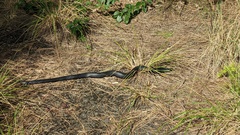 Pseudechis porphyriacus