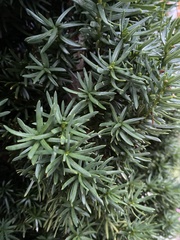 Taxus