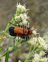 Chauliognathus profundus