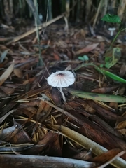 Lepiota atrodisca