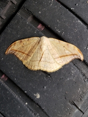 Drepana arcuata