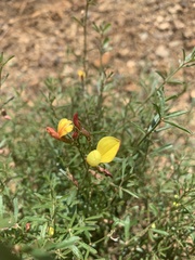 Acmispon wrightii