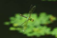 Anax parthenope julius