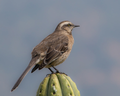 Mimus thenca