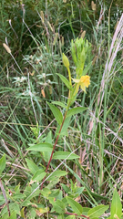 Oenothera