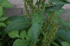 Rumex obtusifolius
