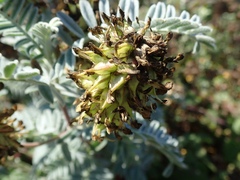 Astragalus pycnostachyus