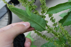 Rumex obtusifolius