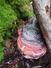Fomitopsis mounceae