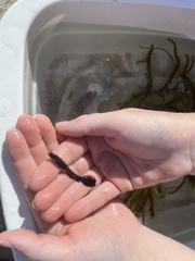 Rachycentron canadum