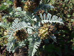 Astragalus pycnostachyus