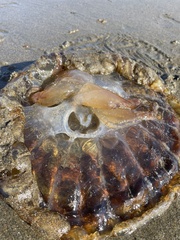 Chrysaora fuscescens